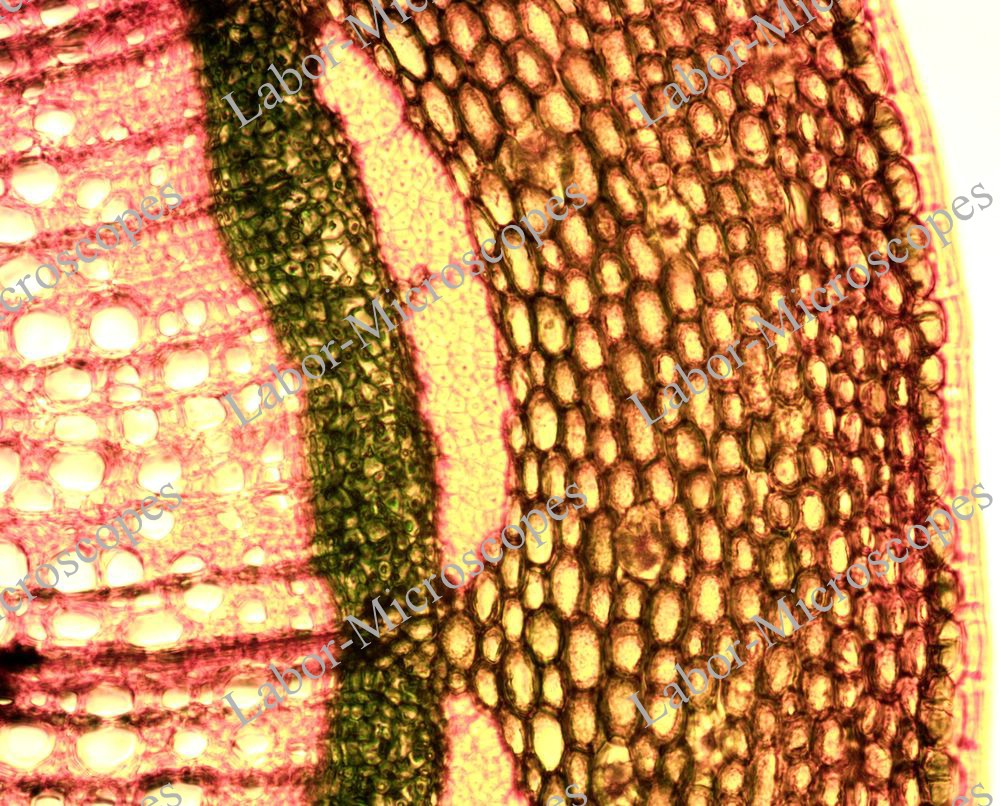 labor microscopes image 2 objective 20x