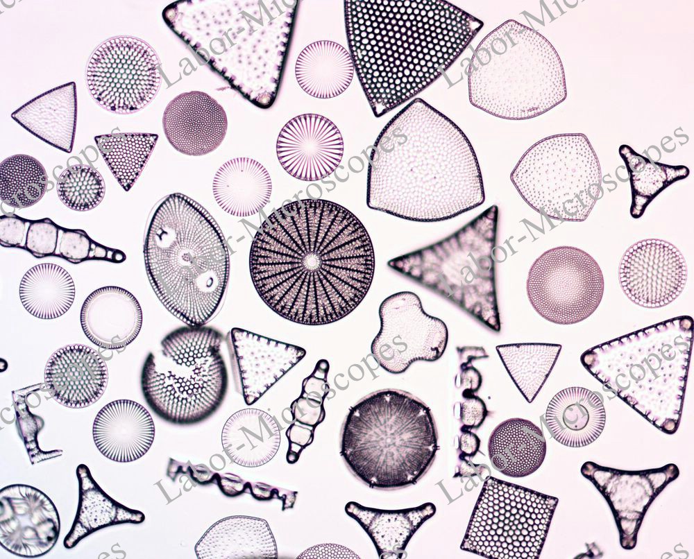 labor microscopes image 3 objective 10x