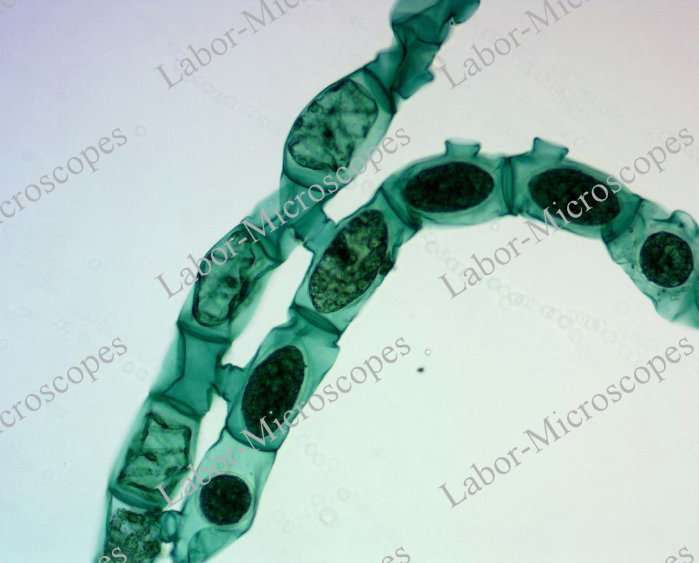 labor microscopes image 3 objective 20x