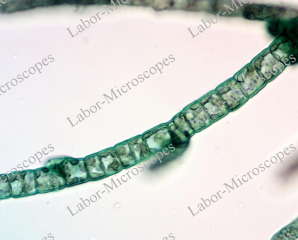 labor microscopes image 3 objective 40x