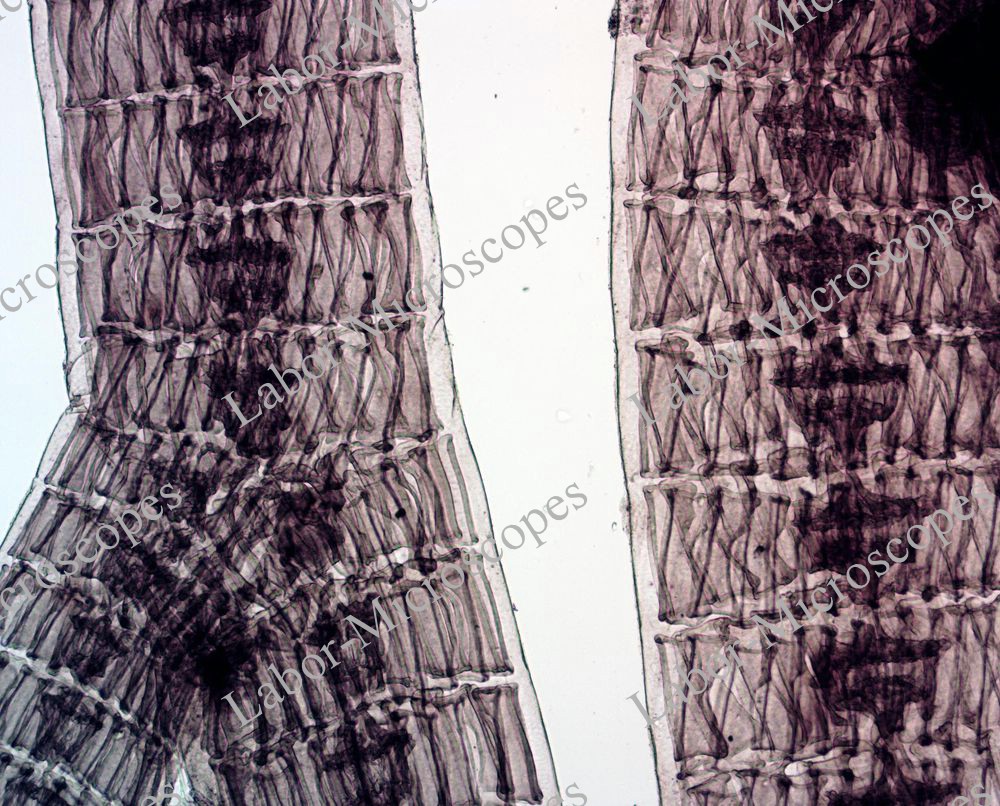 labor microscopes image 4 objective 10x