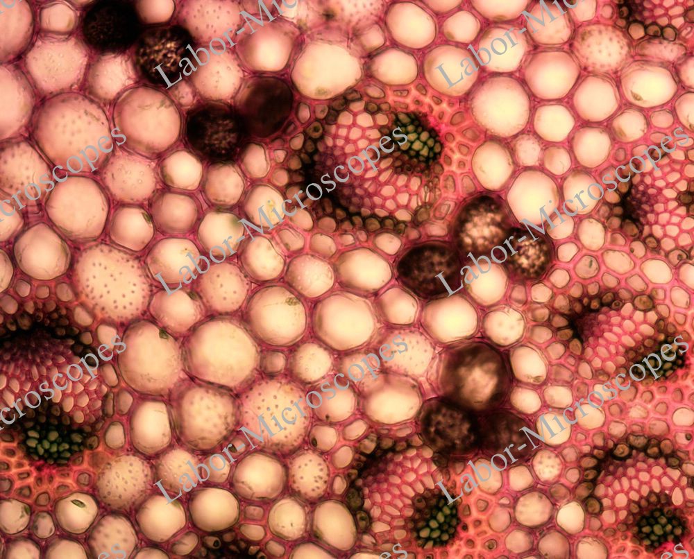 labor microscopes image 4 objective 20x