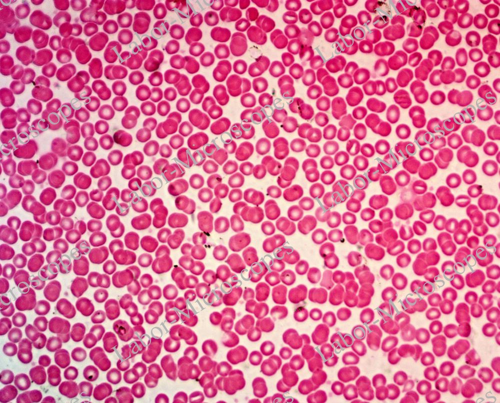 labor microscopes image 4 objective 40x